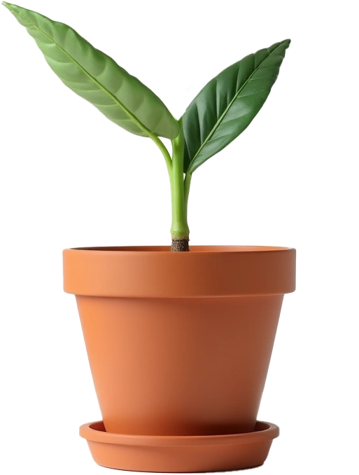 house plant